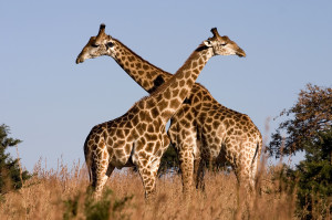 There are two kinds of Giraffes. Two kinds of Giraffes! They look identical, herd together, do the same thing, but won't interbreed! How did this happen? This makes no evolutionary sense! It really bothers me! Pyrrho: "It wouldn't if those pesky geneticists hadn't told you..."