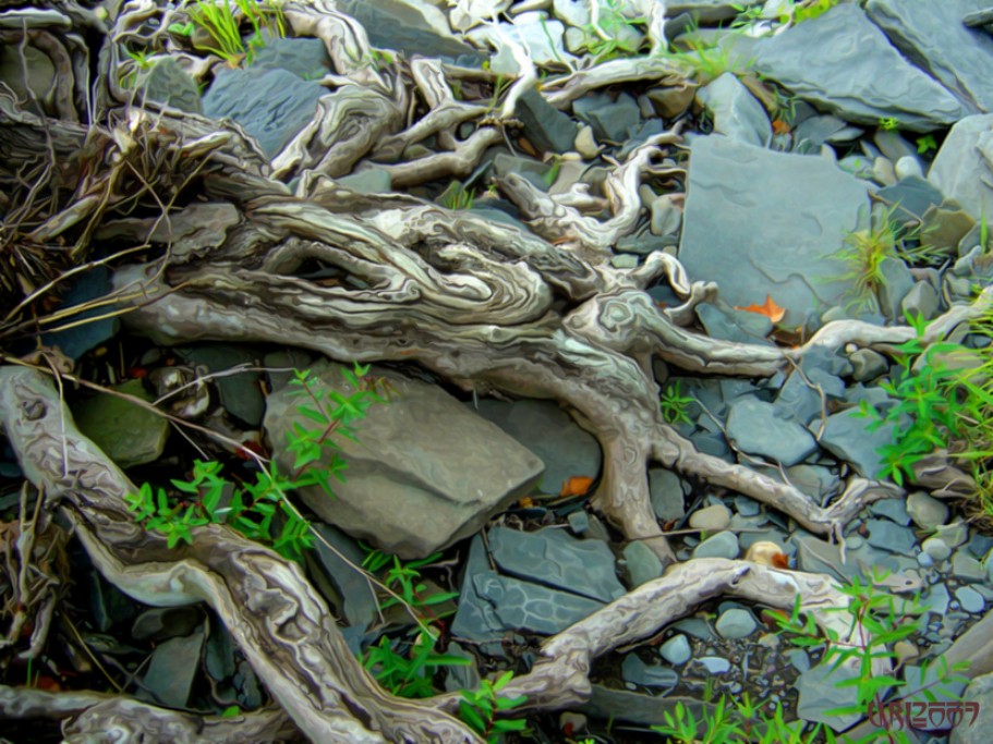 Gnarled Roots.jpg.opt911x683o0,0s911x683