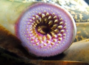 Lamprey