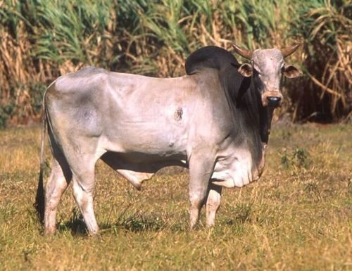 Zebu time! You can tell that this Zebu both deserves to be near the category "cow" but also merits its own category.