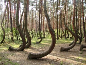 All humans instantly recognize that these trees are weirdly far from the 'form" of tree, and we are driven to want to know why.