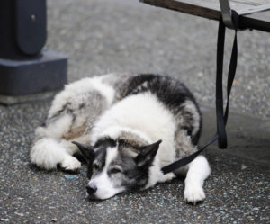 Dog tied waiting outside a store.