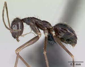 project classroom makeover the myth of the ant queen